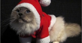 adorable santa cat christmas cats