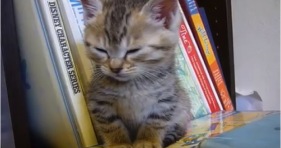 adorable sleepy kitten cute kitty