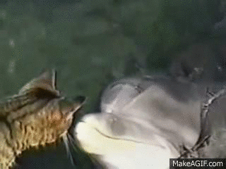 cat and dolphin playing cute