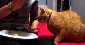 cats love pizza fat cat steals slice
