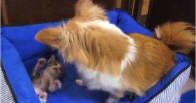 chihuahua and kitten best friends cute kitty adorable