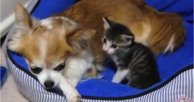 chihuahua and kitten besties cute adorable cats