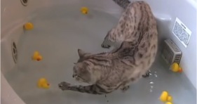 cute bengal kitty plays duck hunt
