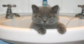 cute cats in sinks