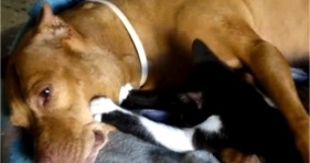 cute kitten massages pitbull