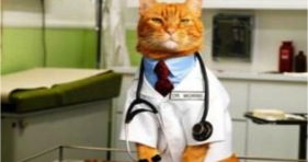 doctor cat caturday cat saturday