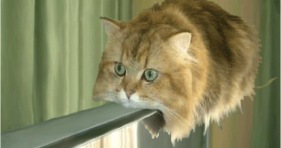 fluffy funny monorail cat meme lolcats furball