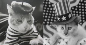 french cats france vs america cats funny