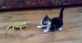 funny cute kitten vs reptile iguana bearded dragon