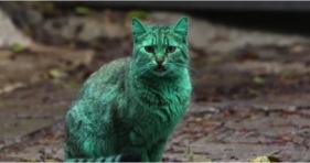green cat teal cat turquoise kitty