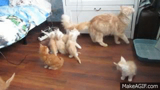 mama cat jump scares kittens