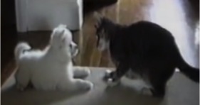 kitty teaches puppy to roll-over