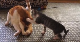 little kitten jerk cats kitty attack