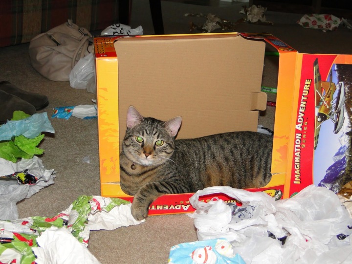 meowy christmas cat in presents box funny