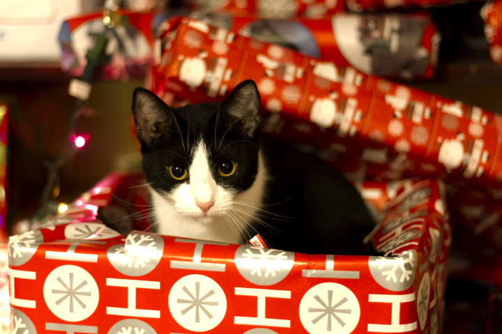 meowy christmas cat wrapping