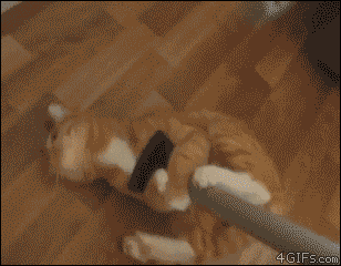 orange kitten mop broom cat
