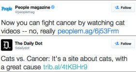 people.com cats vs cancer the daily dot