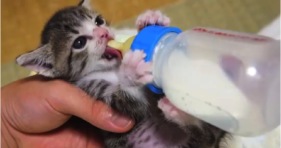 tiny kitten being bottle fed