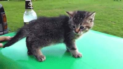 tiny kitten shuts down kitty fail
