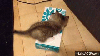 tissue box cat