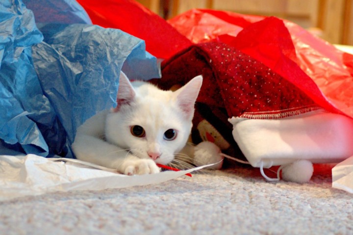 white cat unwrapping gifts funny kitten pic