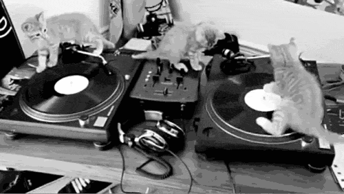DJ kittens scratching on the turntables