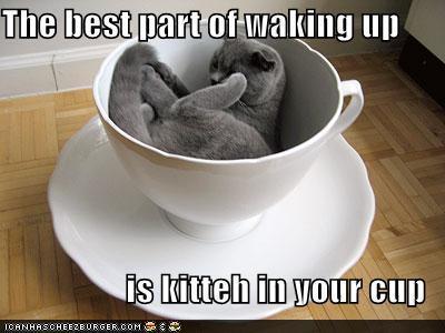 Funny-Cats-animal-humor-kitty in coffee cup