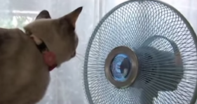 cat amazed by fan