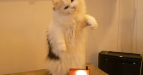 cat plays theremin