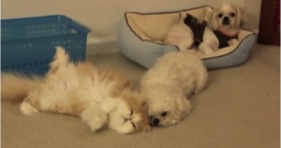 adorable fluffy persian kitty loves cute dogs