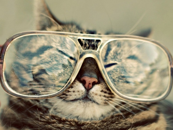 adorable grey cat in glasses-funny-cats