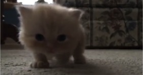 adorable tiny fluffy kitten walking