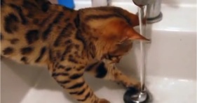 bengal kitten fascinated by water faucet