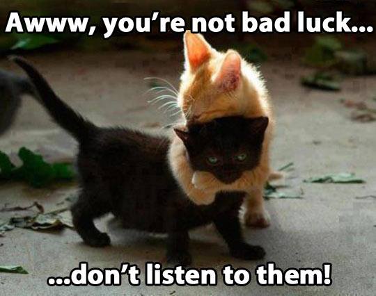 black cat good luck Funny-cats