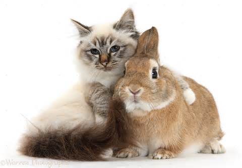 bunny and fluffy kitten caturday