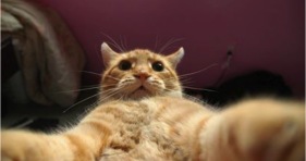 cat selfies social funny cats
