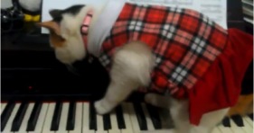 cathoven kitty pianist