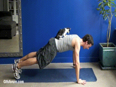 cat exercise