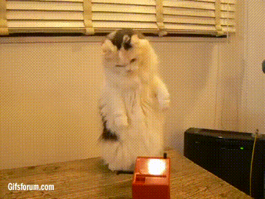 theremin cat