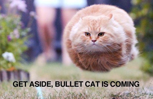 caturday bullet cat coming in hot