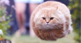 caturday bullet cat funny flying fluffball