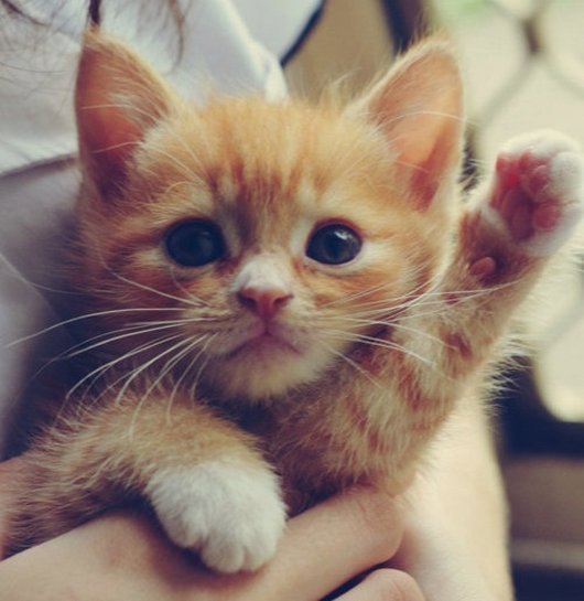 caturday-funny-cat-hello kitty