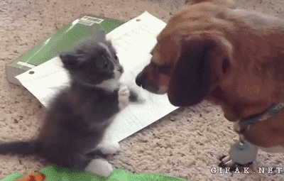cute baby kitten and puppy