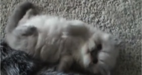cute kitten tiny fluff ball