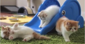 cuteness overload kittens playing on elephant slide