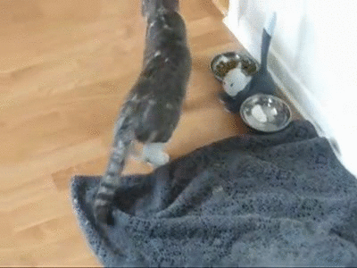 drunk kitty stumbles funny cats