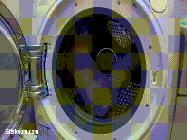 cat uses dryer as hamster wheel