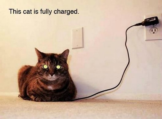 fully charged kitty caturday-funny-cat
