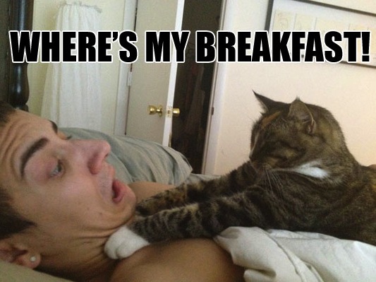 funny breakfast kitty cat
