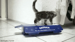 jerk kitten stuffs kitty in box